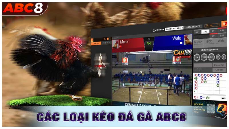 Các Loại Kèo Cược Trong Đá Gà ABC8