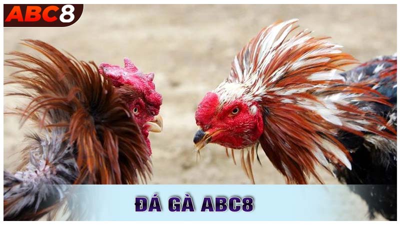 Đá Gà ABC8