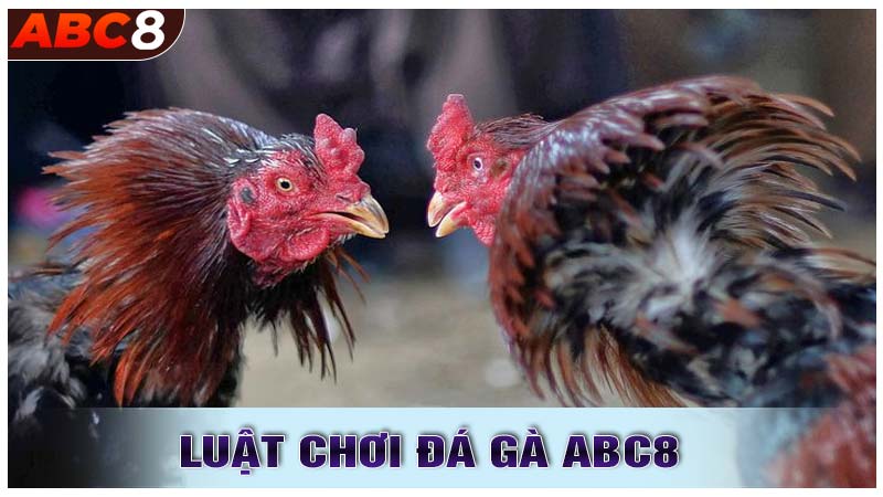 Luật Chơi Cá Cược Trong Đá Gà ABC8