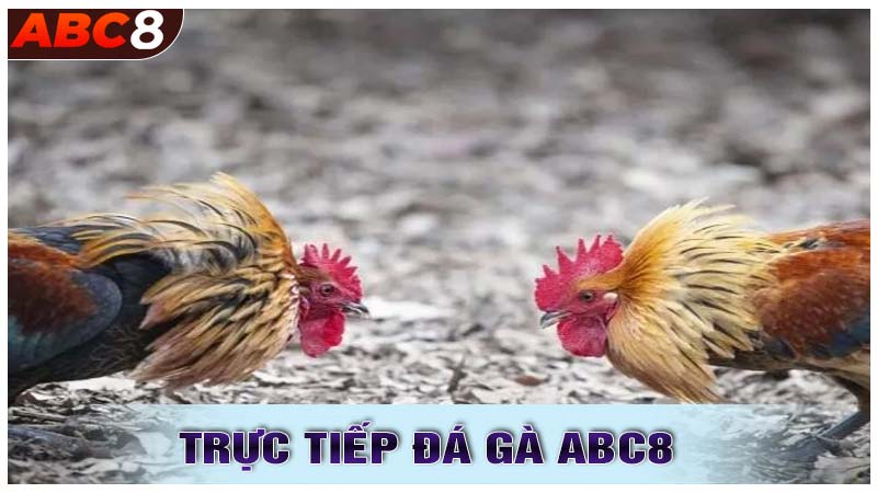 Trực Tiếp Trong Đá Gà ABC8